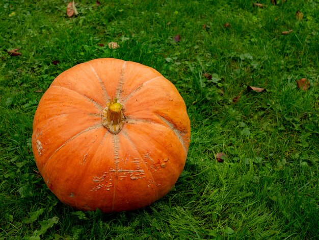 Una grande zucca sull'erba verde in autunno