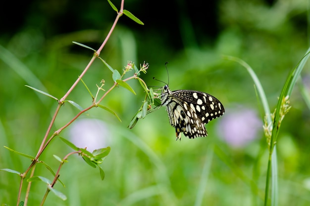 Una graziosa e adorabile farfalla Papilio demoleus che riposa sulle foglie verdi fresche della pianta