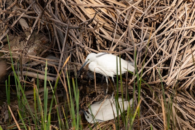 Una graziosa garzetta bianca o Egretta garzetta che pesca piccoli pesci di fiume in una palude con acqua mimetizzata tra le canne