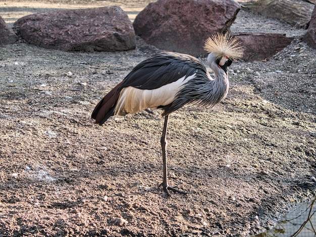 Una gru reale dello zoo di Berlino