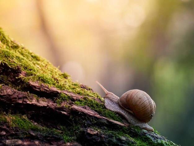 Una lenta lumaca dell'uva striscia sulla corteccia di un albero ricoperto di muschio