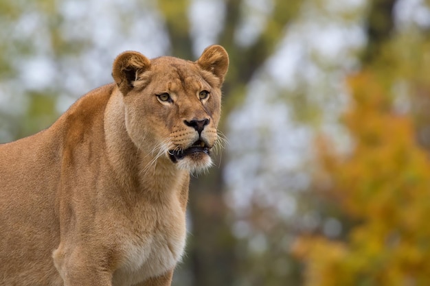 Una leonessa in un parco