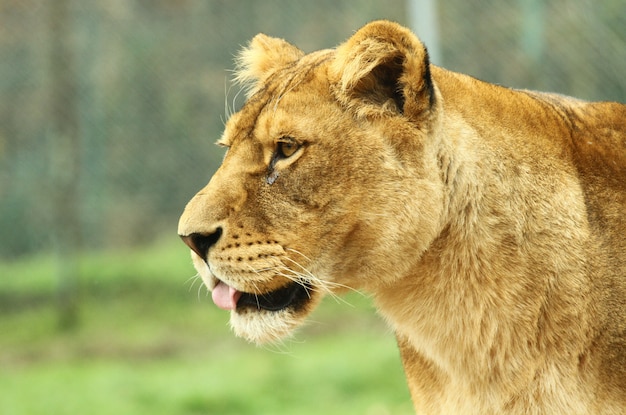 una leonessa nel safari dello zoo