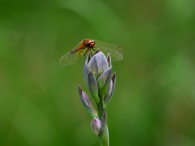 una libellula arancione si siede su un fiore hosta in una giornata di sole in un letto di fiori