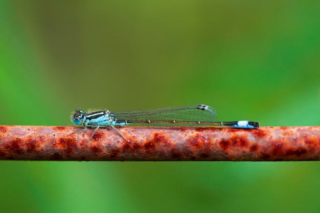 Una libellula blu appoggiata su una parte di recinzione in acciaio