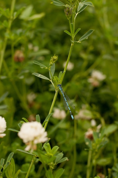 Una libellula blu si siede su un trifoglio su uno sfondo verde