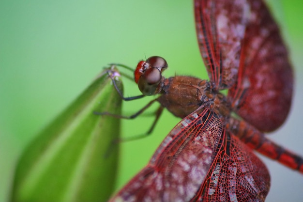 Una libellula con gli occhi rossi e gli occhi rossi