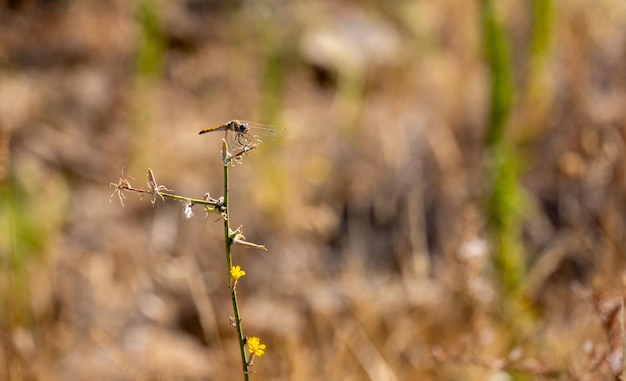 Una libellula darter comune Sympetrum striolatum appollaiata sul ramo secco di una pianta che riposa al sole in una giornata di sole