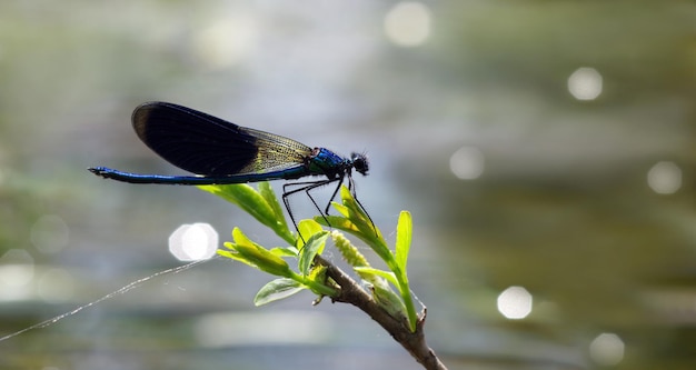 una libellula è su un ramo con uno sfondo sfocato.