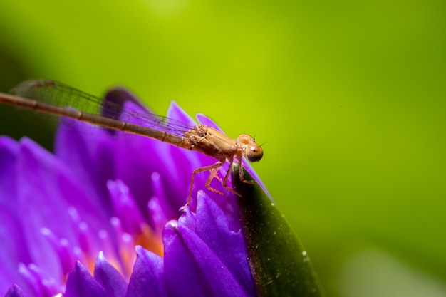 Una libellula gialla su un loto viola