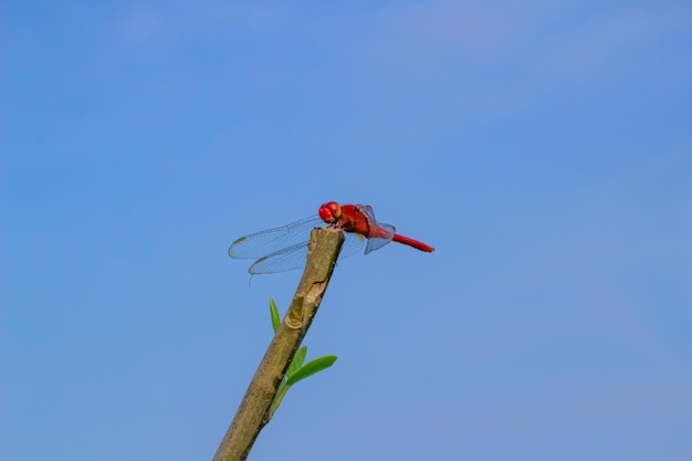 Una libellula rossa appollaiata su un ramo con uno sfondo di campi di riso e cielo blu