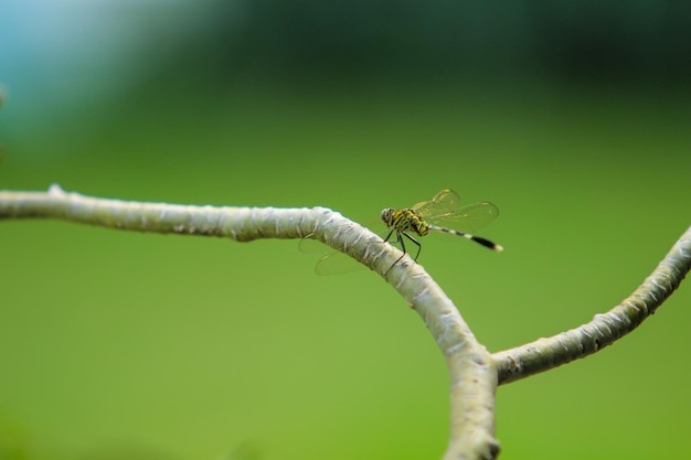 Una libellula si siede su un ramo con uno sfondo verde.