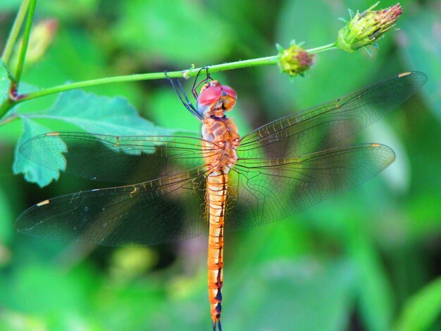 Una libellula si siede su una pianta con uno sfondo verde