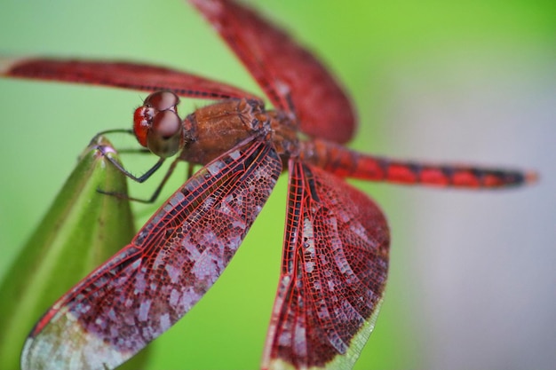 Una libellula su una pianta con sopra il numero 1