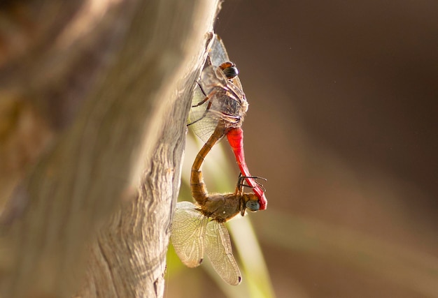 Una libellula viene mangiata da una libellula.