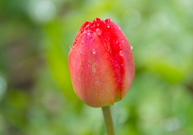 Una limpida giornata primaverile, con gocce d'acqua Fiore di tulipano.