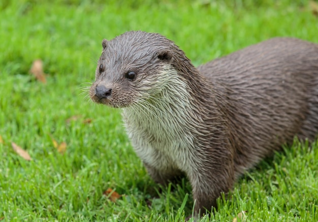 Una lontra eurasiatica