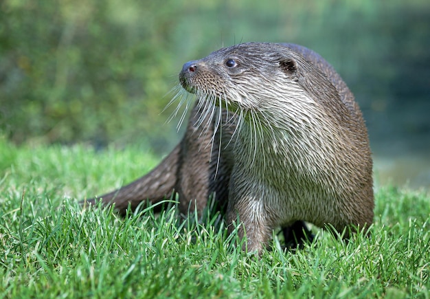 Una lontra in piedi sull'erba