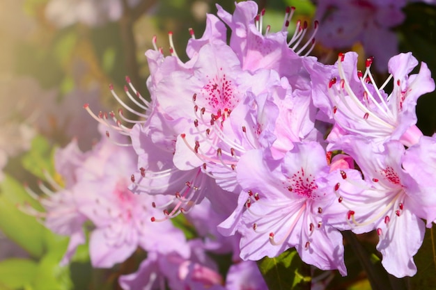 Una luce soffusa cade su un ramo di azalea in fiore