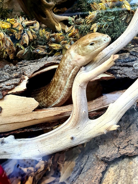 Una lucertola è in un buco in un ramo di un albero.