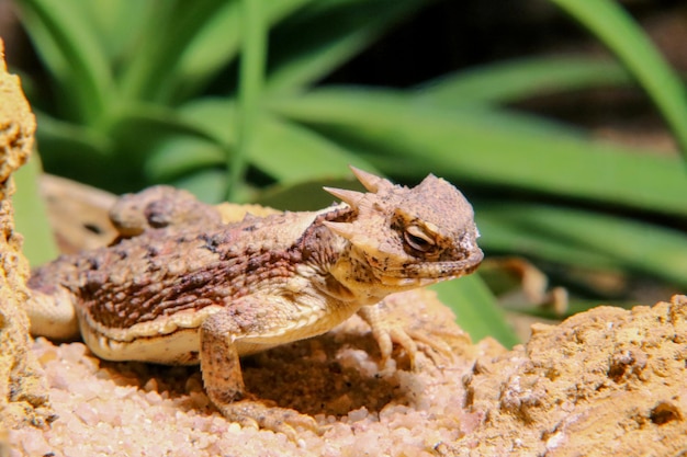 Una lucertola siede su una roccia nel deserto.