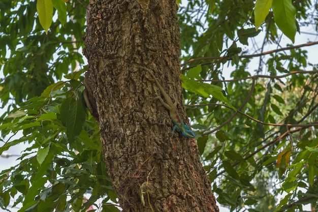 Una lucertola su un albero