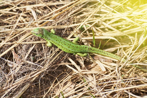 Una lucertola verde che striscia su una fine dell'erba asciutta in su.