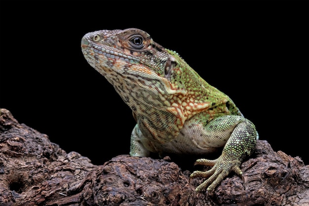 Una lucertola verde con uno sfondo nero