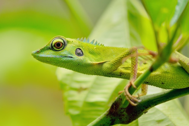 Una lucertola verde si siede su una pianta verde nella foresta