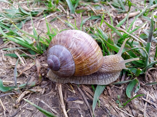 Una lumaca a terra in campo