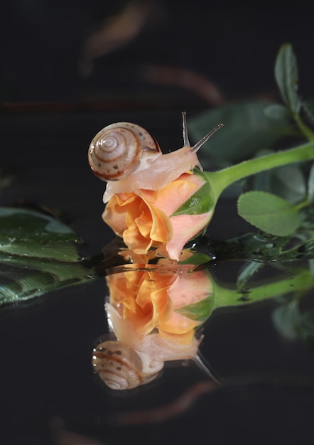 Una lumaca carina con un guscio su un filo d'erba striscia verso una piccola rosa, fotografia macro, bokeh