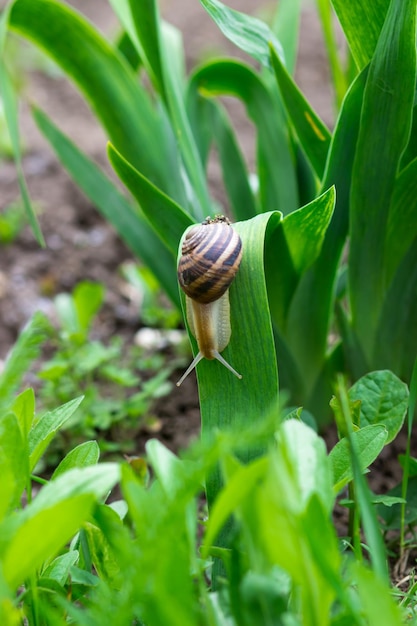 Una lumaca che striscia su una foglia di un fiore di iris Primo piano della lumaca