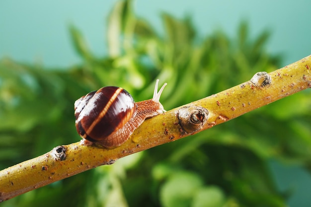 Una lumaca d'uva striscia lungo un ramo sullo sfondo di una pianta e uno sfondo verde. Spazio libero