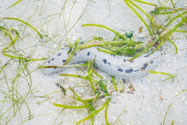 Una lumaca di mare è vista sulla sabbia di una spiaggia.