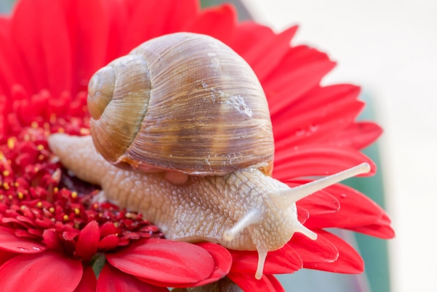 Una lumaca è su un fiore con un fiore rosso sullo sfondo.