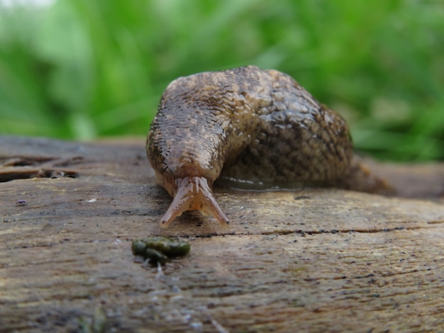 Una lumaca in giardino