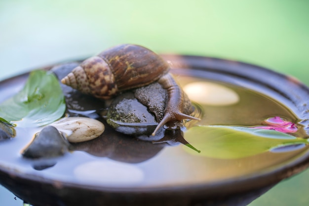 Una lumaca in un guscio striscia su un vaso di ceramica con acqua, giorno d'estate in giardino, vicino, isola di Bali, Indonesia