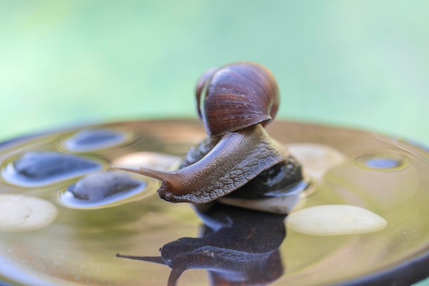 Una lumaca in un guscio striscia su una pentola di ceramica con acqua giorno d'estate in giardino vicino Bali Indonesia