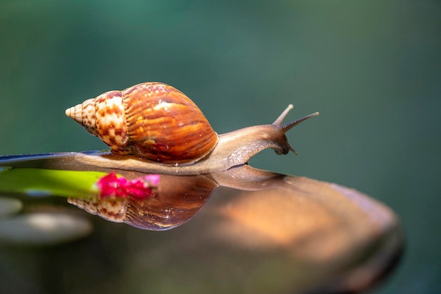 Una lumaca in un guscio striscia su una pentola di ceramica con acqua giorno d'estate in giardino vicino Bali Indonesia