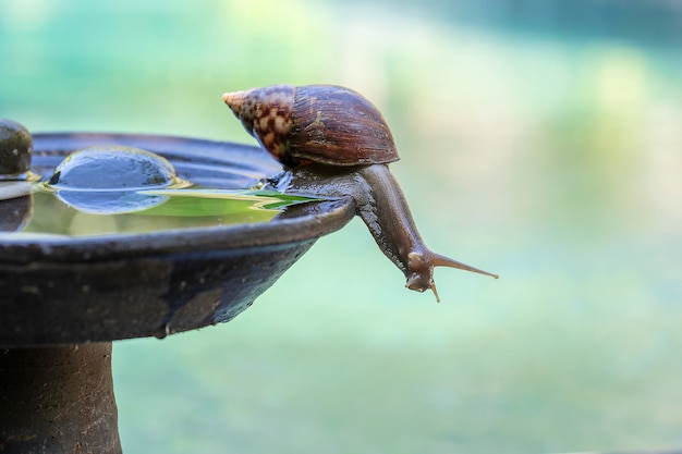 Una lumaca in un guscio striscia su una pentola di ceramica con acqua giorno d'estate in giardino vicino Bali Indonesia