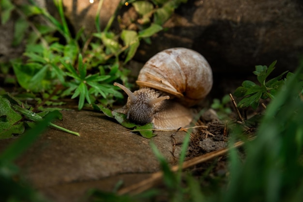 Una lumaca nel bosco dopo la pioggia Weekend a piedi per le vacanze in famiglia