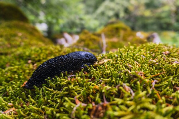 Una lumaca nera nella foresta del monte Aizkorri