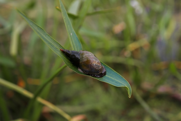 Una lumaca seduta su una foglia di canna sullo sfondo di un lago