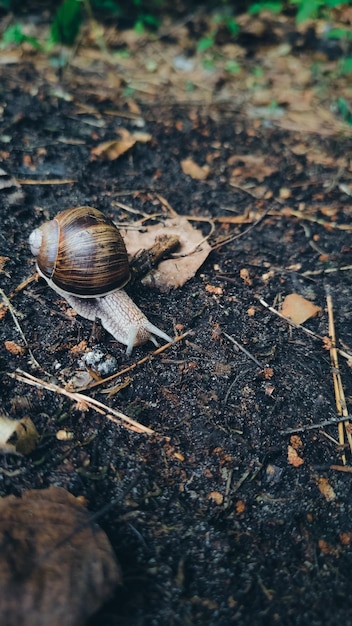 Una lumaca striscia a terra nella foresta.