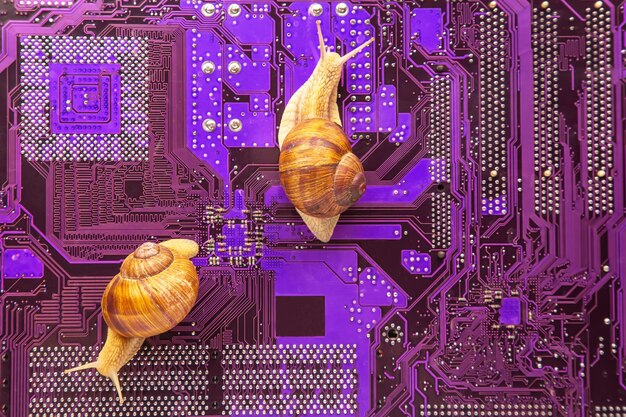 Una lumaca striscia su una scheda elettronica di un computer Il concetto di un computer lento