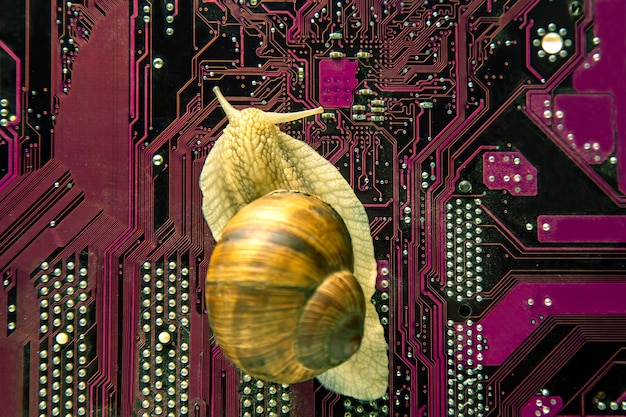 Una lumaca striscia su una scheda elettronica di un computer Il concetto di un computer lento
