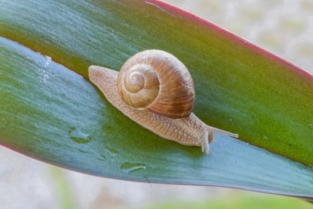 Una lumaca su una foglia con sopra la parola lumaca