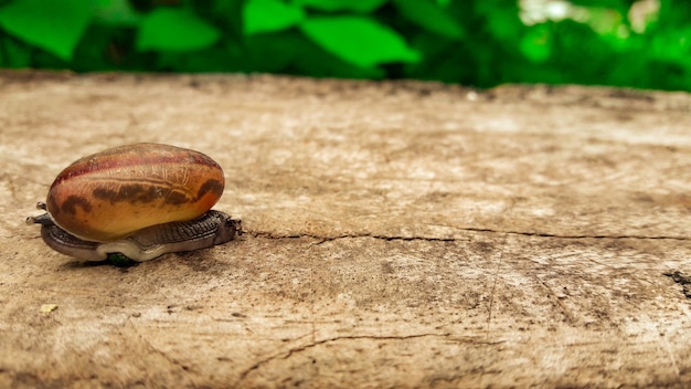 Una lumaca sul pavimento di legno in autunno lasciato sfondo