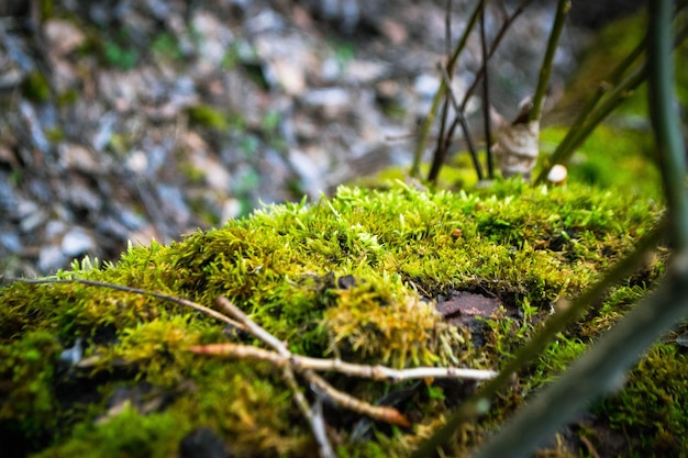 Una macchia muschiosa di muschio è su una roccia nel bosco.