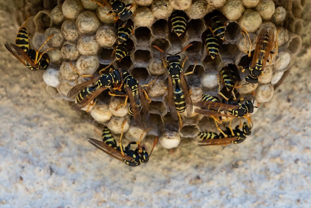 Una macro di un piccolo nido di vespe